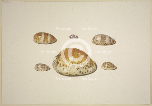 Six shells, including a large yellow one, 17th century. Creator: D Hogh.