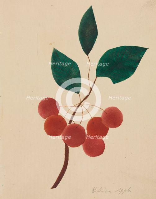 Siberian Apple. Creator: Mary Altha Nims (American, 1817-1907).