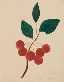 Siberian Apple. Creator: Mary Altha Nims (American, 1817-1907)