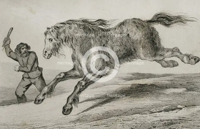 Siberian horse with winter coat, 1839. Creator: Augustin François Lemaitre.