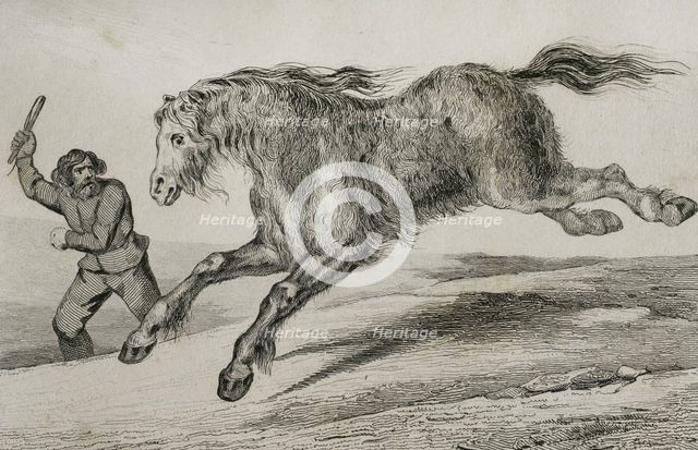 Siberian horse with winter coat, 1839. Creator: Augustin François Lemaitre.