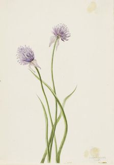 Siberian Onion (Allium sibericum), 1903. Creator: Mary Vaux Walcott