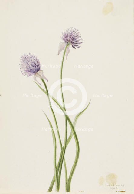 Siberian Onion (Allium sibericum), 1903. Creator: Mary Vaux Walcott.