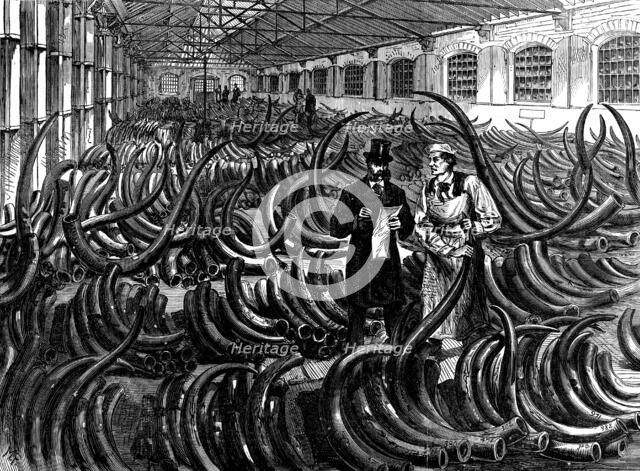Siberian mammoth tusks on the ivory floor at the London Docks, 1873. Creator: Unknown.
