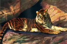 Siberian tiger, c1928. Creator: Unknown