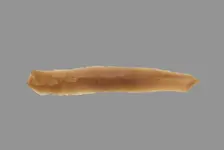 Sickle Blade, 1980-1801 BC. Creator: Unknown