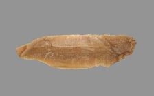Sickle Blade, 1980-1801 BC. Creator: Unknown