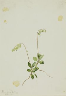 Sidebells Pyrola (Pyrola secunda), 1916. Creator: Mary Vaux Walcott