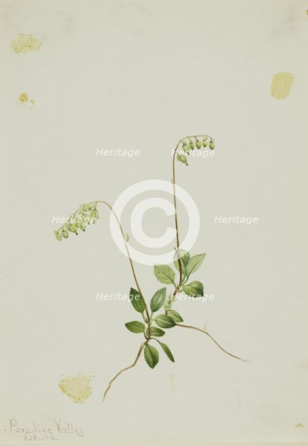 Sidebells Pyrola (Pyrola secunda), 1916. Creator: Mary Vaux Walcott.