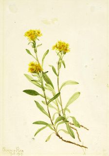 Sidesaddle Goldenrod, 1917. Creator: Mary Vaux Walcott