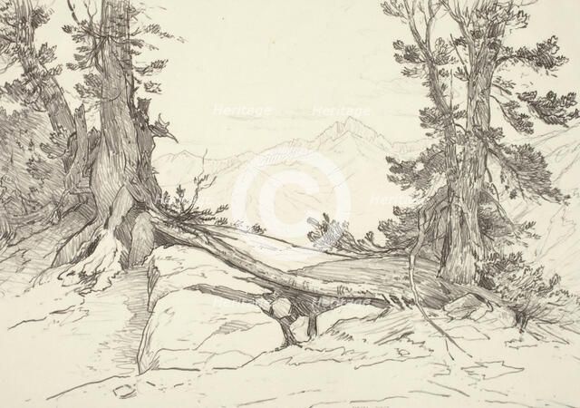 Sierra Pines, 1924. Creator: Bolton Coit Brown.