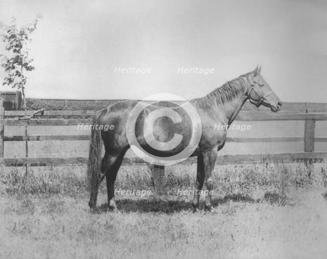 'Signorina', 1911. Artist: Unknown.