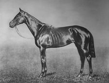 Signorinetta 1905-1928, (1911)