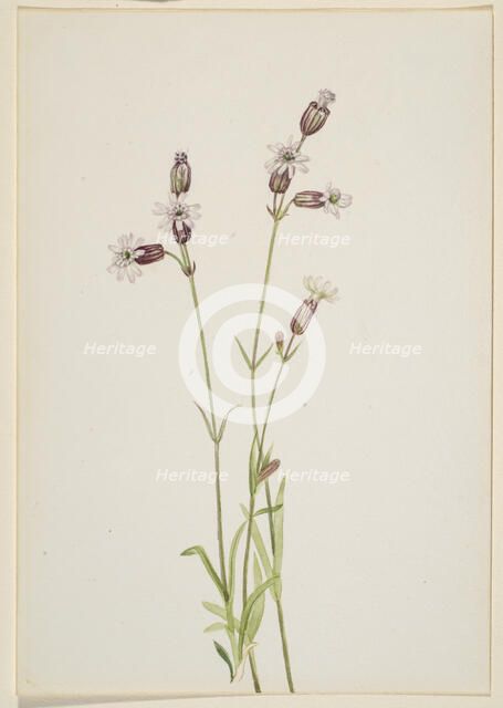 Silene multicaulis, ca. 1900-1920. Creator: Mary Vaux Walcott.