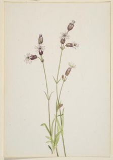 Silene multicaulis, ca. 1900-1920. Creator: Mary Vaux Walcott