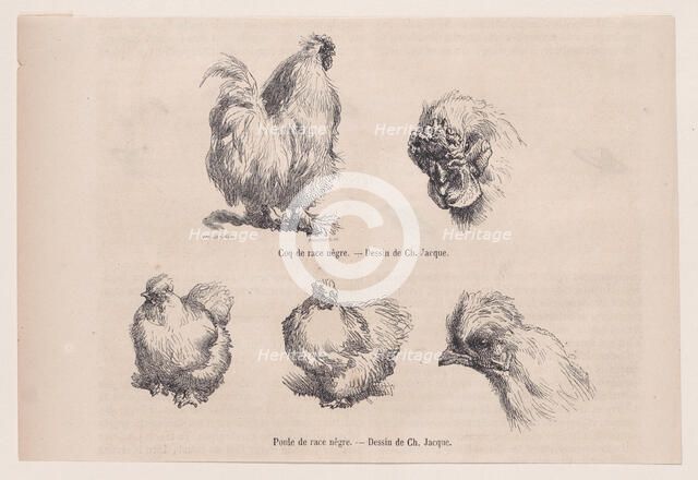 Silkie Cockerel and Silkie Hen, from "Le Magasin Pittoresque", September 1861. Creators: Charles Emile Jacque, Tamisier.