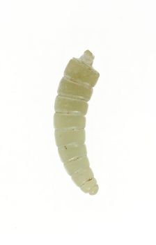 Silkworm Pupa, Shang or Western Zhou period, 13th/10th century B.C. Creator: Unknown