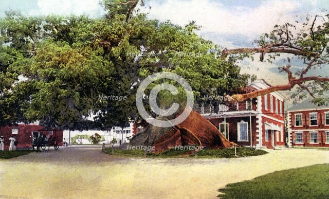 Silk Cotton Tree, Nassau, New Providence, Bahamas, c1900s. Artist: Unknown