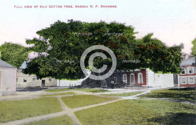 Silk Cotton Tree, Nassau, New Providence, Bahamas, c1900s.Artist: JO Sands