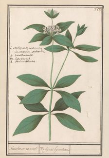 Silk plant (Asclepias syriaca), 1596-1610. Creators: Anselmus de Boodt, Elias Verhulst