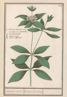 Silk plant (Asclepias syriaca), 1596-1610. Creators: Anselmus de Boodt, Elias Verhulst