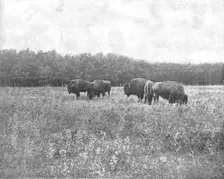 Silver Heights, Winnipeg, Canada, c1900. Creator: Unknown