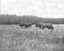 Silver Heights, Winnipeg, Canada, c1900. Creator: Unknown
