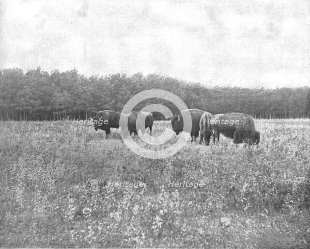 Silver Heights, Winnipeg, Canada, c1900. Creator: Unknown.