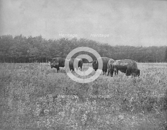 'Silver Heights, Winnipeg', c1897. Creator: Unknown.