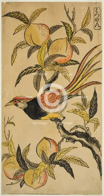 Silver Pheasant (Hakkan), c. 1730. Creator: Nishimura Shigenaga.