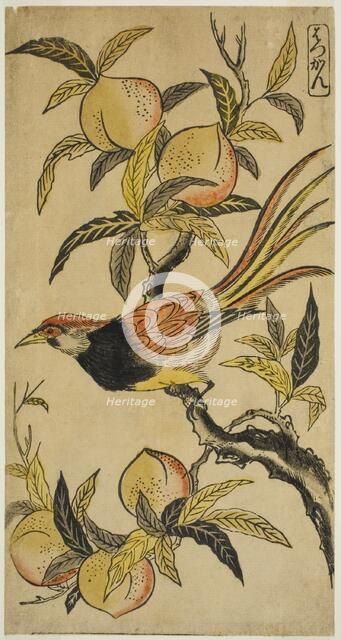 Silver Pheasant (Hakkan), c. 1730. Creator: Nishimura Shigenaga.