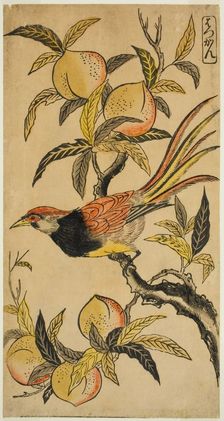 Silver Pheasant (Hakkan), c. 1730. Creator: Nishimura Shigenaga