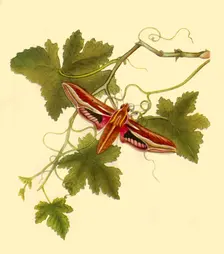 Silver Stripe Hawk Moth: Sphinx celerio 1797, (1945). Creator: Edward Donovan