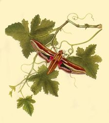 Silver Stripe Hawk Moth: Sphinx celerio 1797, (1945). Creator: Edward Donovan