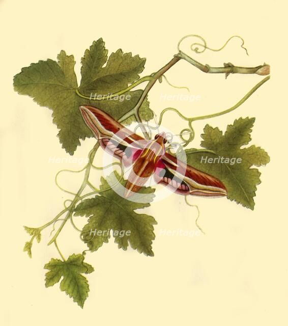 'Silver Stripe Hawk Moth: Sphinx celerio', 1797, (1945).  Creator: Edward Donovan.