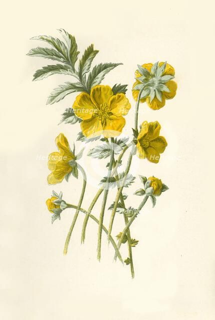 'Silver-Weed', 1877. Creator: Frederick Edward Hulme.