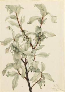 Silverberry (Elaeagnus commutata), 1922. Creator: Mary Vaux Walcott