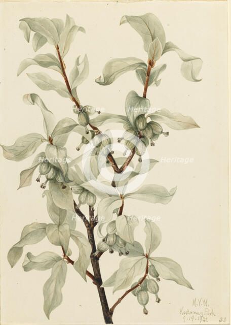 Silverberry (Elaeagnus commutata), 1922. Creator: Mary Vaux Walcott.