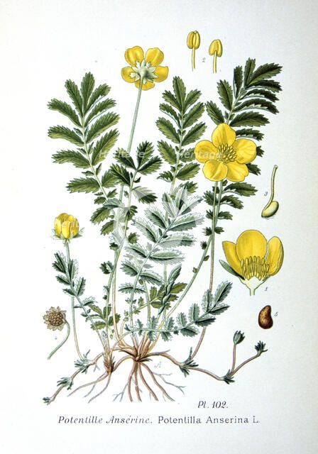 Silverweed, 1893. Artist: Unknown