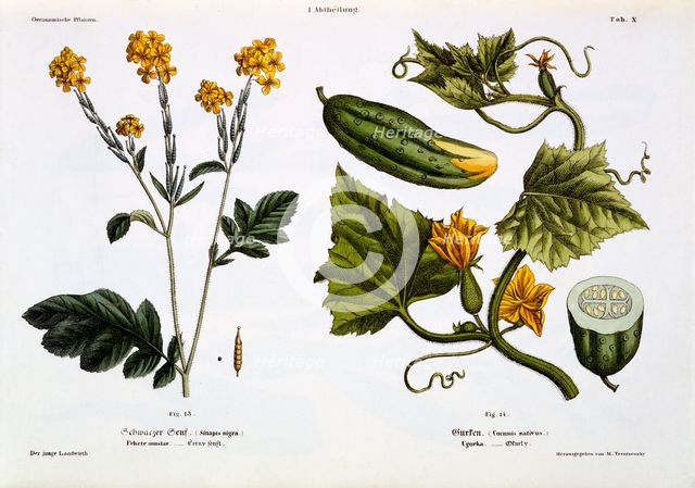 Sinapis nigra (fig 13), Cucumis Sativus (fig 14), 1845.