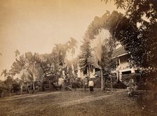 Singapore: two large traveller's palms (Ravenala madagascariensis) in the garden of a club... 1881. Creator: John Edmund Taylor