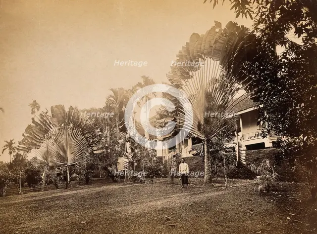 Singapore: two large traveller's palms (Ravenala madagascariensis) in the garden of a club... 1881. Creator: John Edmund Taylor.