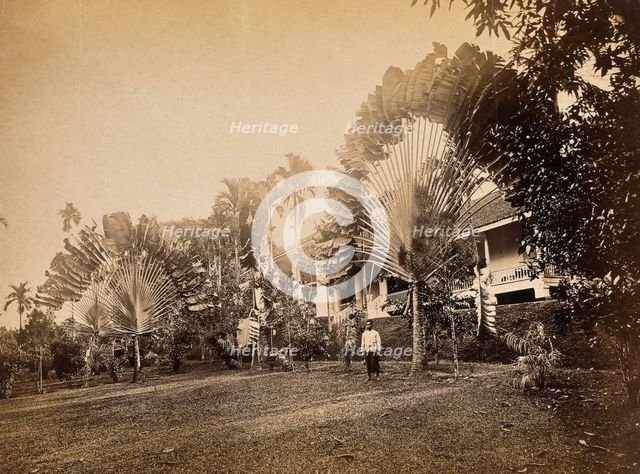Singapore: two large traveller's palms (Ravenala madagascariensis) in the garden of a club... 1881. Creator: John Edmund Taylor.