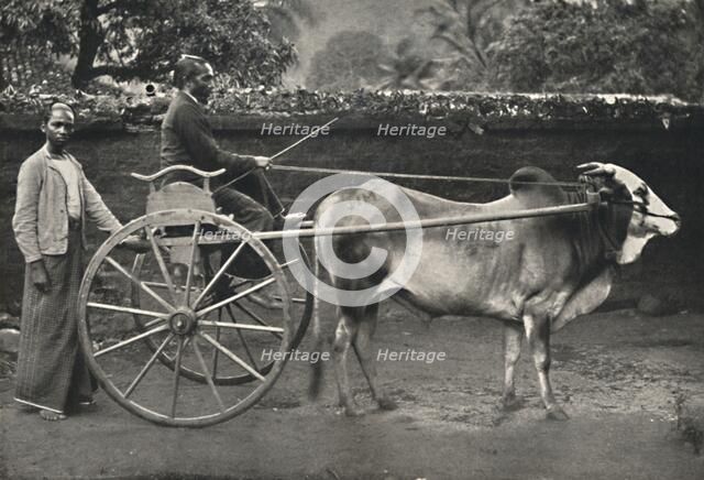'Singhalesisches Zebufuhrwerk', 1926. Artist: Unknown.