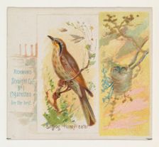Singing Honey-eater, from the Song Birds of the World series (N42) for Allen & Ginter Ciga..., 1890. Creator: Allen & Ginter