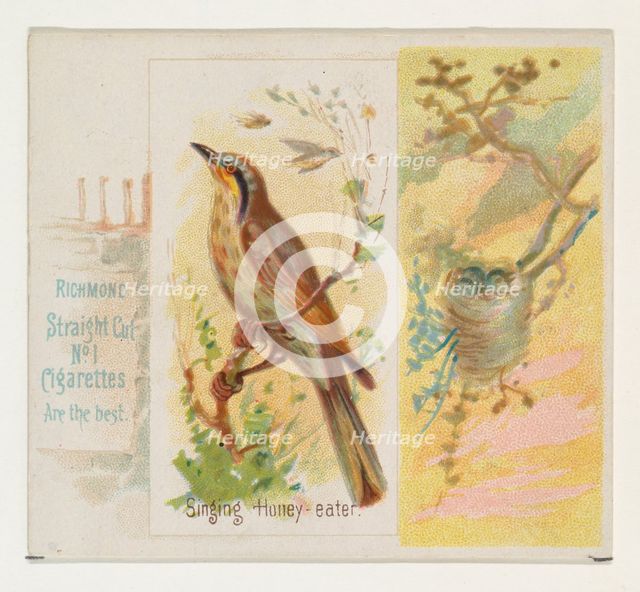 Singing Honey-eater, from the Song Birds of the World series (N42) for Allen & Ginter Ciga..., 1890. Creator: Allen & Ginter.