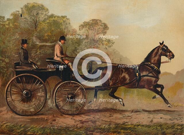 'Single Harness Phaeton Horse "Columbine". Property of Charles Baynes Esq., 1872', c1879 Creator: Unknown.