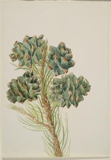Single-Leaf Pine (Pinus monophylla), ca. 1930s. Creator: Mary Vaux Walcott