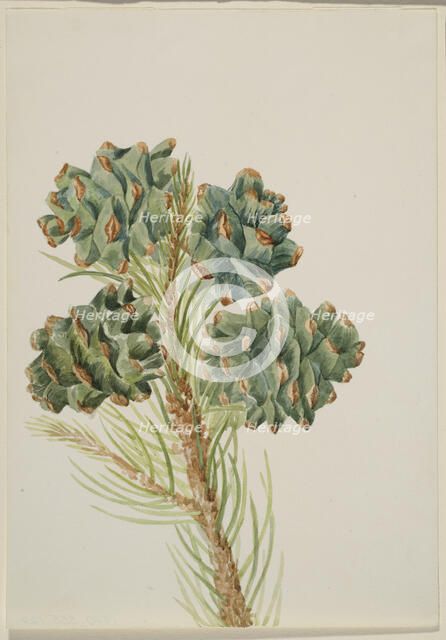 Single-Leaf Pine (Pinus monophylla), ca. 1930s. Creator: Mary Vaux Walcott.
