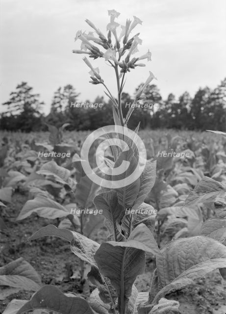 Single tobacco flower, Soofly, Granville County, North Carolina, 1939. Creator: Dorothea Lange.